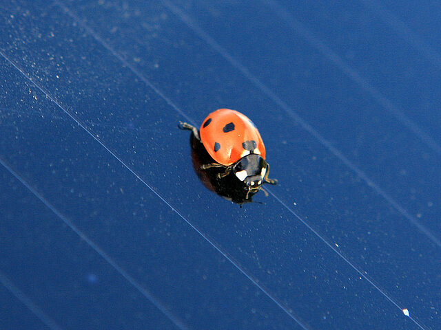 Ladybird on a solar panel.