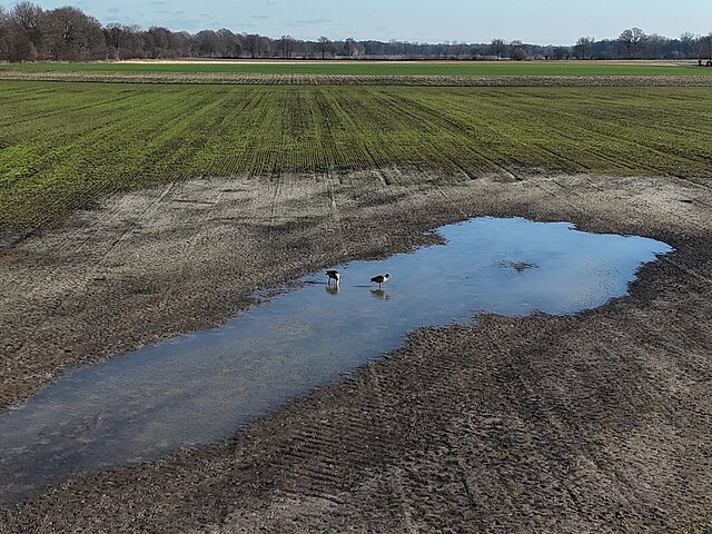 Two birds are drinking from a puddle in a field.