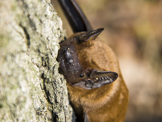 A bat is hanging from a tree.