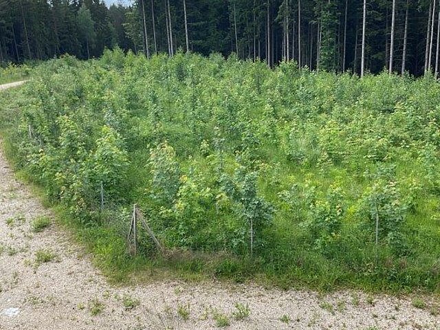 reforestation measures